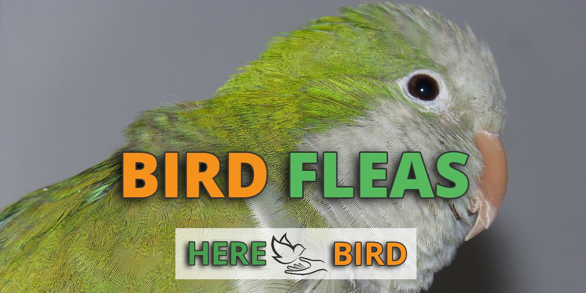 can fleas go on a bird​