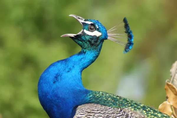 can birds easily see dark blue​